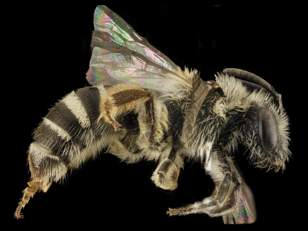 Обои картинки фото животные, пчелы,  осы,  шмели, макросъемка, насекомое