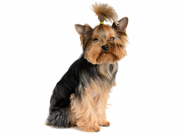 Обои картинки фото животные, собаки, щенок, террьер, йоркширский, собака