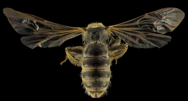 Обои картинки фото животные, пчелы,  осы,  шмели, насекомое, макросъемка