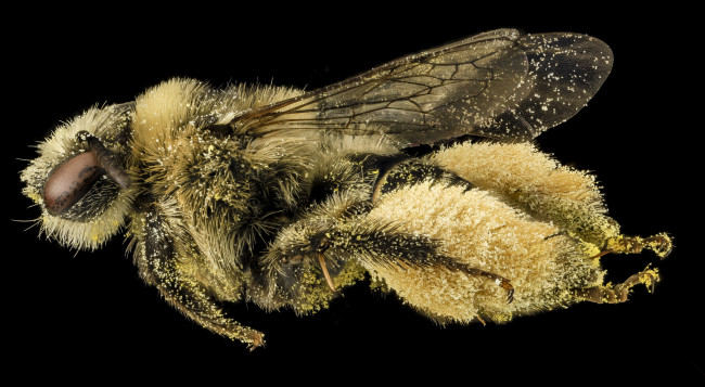 Обои картинки фото животные, насекомые, насекомое, макросъемка