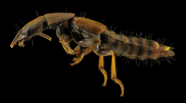 Обои картинки фото животные, насекомые, макросъемка, насекомое