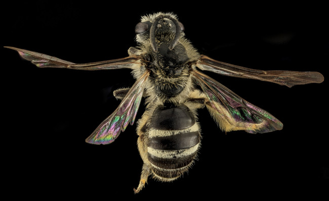 Обои картинки фото животные, насекомые, макросъемка, насекомое