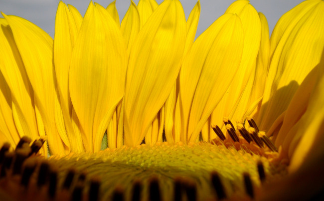 Обои картинки фото цветы, подсолнухи, тычинки, лепестки, яркие, жёлтые, подсолнух