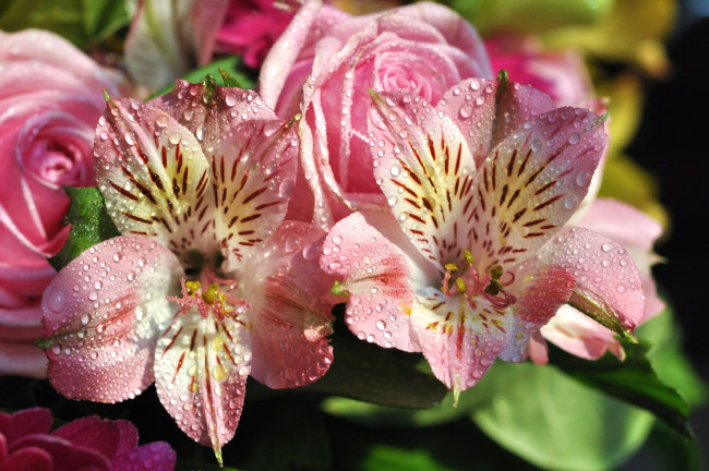 Обои картинки фото цветы, разные вместе, альстромерия, розы