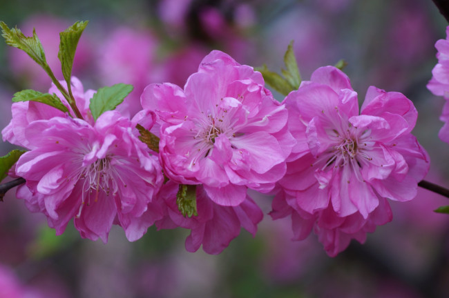 Обои картинки фото цветы, сакура,  вишня, розовый