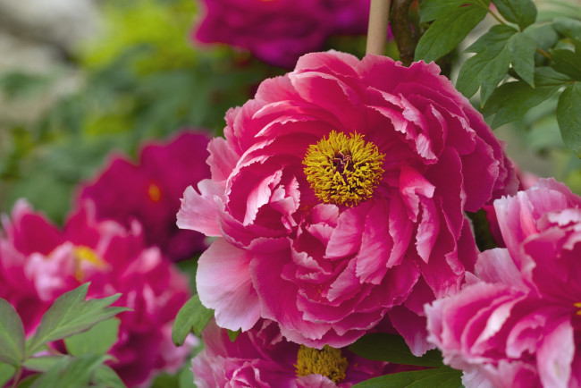 Обои картинки фото цветы, пионы, макро