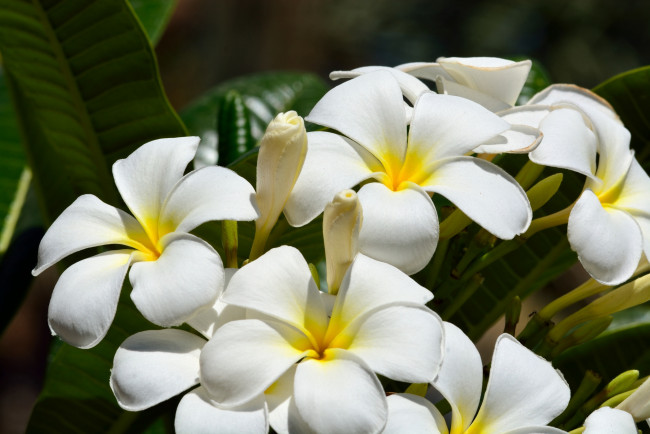 Обои картинки фото цветы, плюмерия, макро