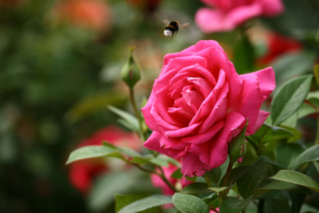 Обои картинки фото цветы, розы, розовый