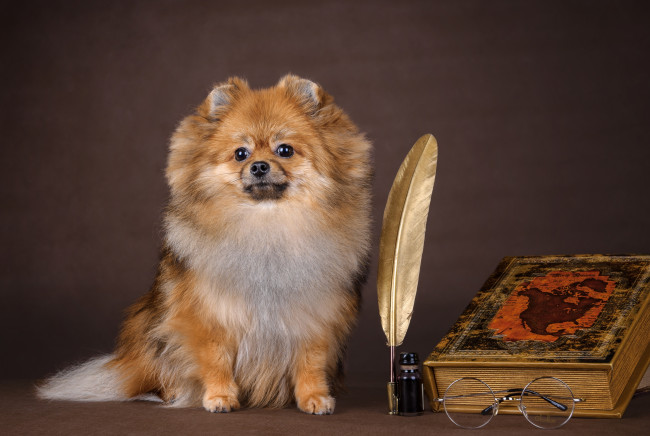 Обои картинки фото животные, собаки, перо, шпиц