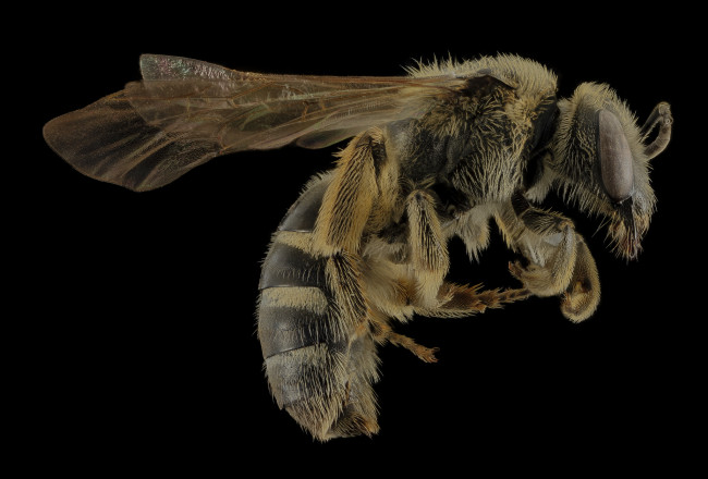 Обои картинки фото животные, пчелы,  осы,  шмели, макросъемка, насекомое