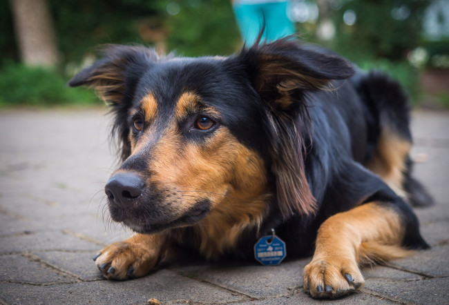 Обои картинки фото животные, собаки, пес, взгляд, морда