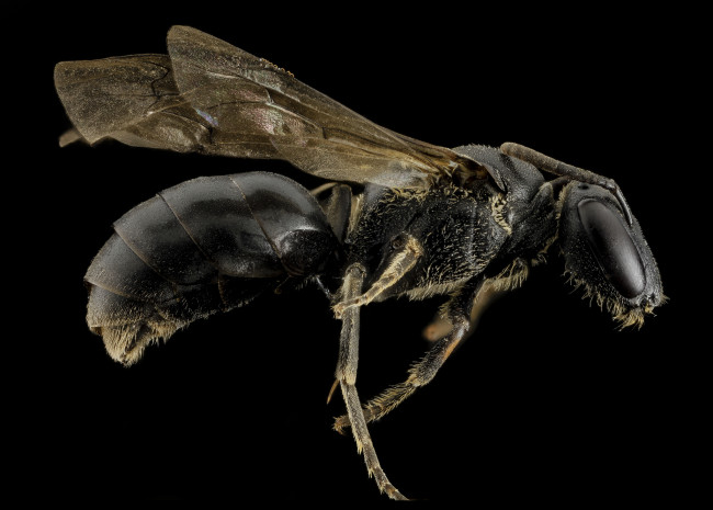 Обои картинки фото животные, насекомые, насекомое, макросъемка