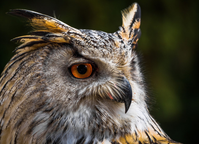 Обои картинки фото животные, совы, взгляд, глаза, голова, сова