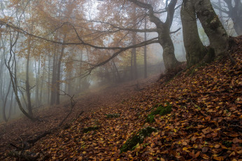 Картинка природа лес осень туман