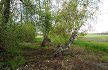 Картинка природа деревья березки