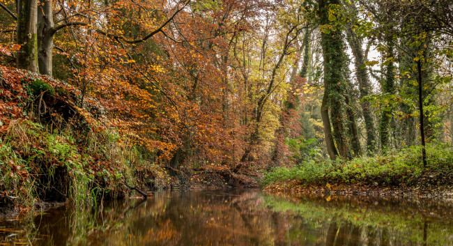 Обои картинки фото природа, реки, озера, река, лес