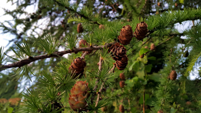 Обои картинки фото природа, шишки,  жёлуди,  каштаны, ветка