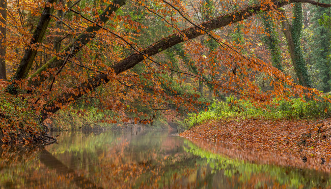 Обои картинки фото природа, реки, озера, река, лес