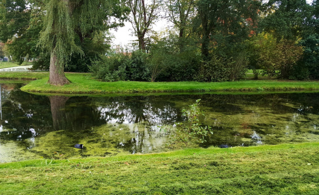 Обои картинки фото природа, парк, речушка