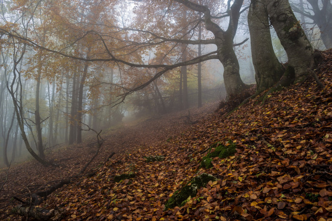Обои картинки фото природа, лес, осень, туман