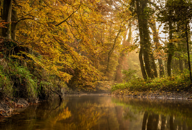 Обои картинки фото природа, реки, озера, река, лес