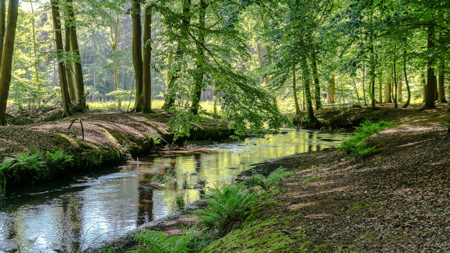 Обои картинки фото природа, реки, озера, лес, река