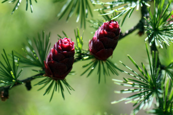 Картинка природа шишки +жёлуди +каштаны