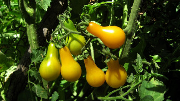Картинка природа плоды помидоры