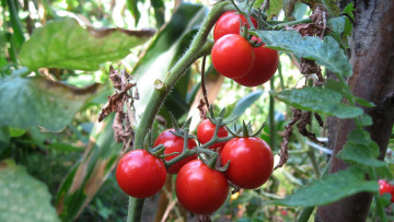 Картинка природа плоды помидоры