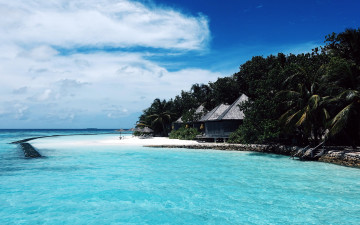 Картинка природа тропики пальмы