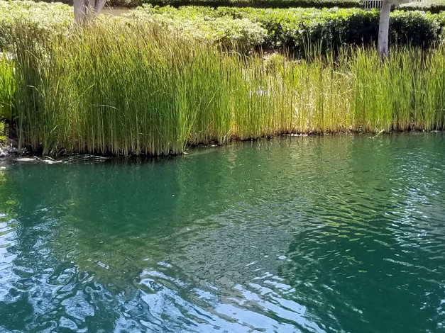 Обои картинки фото природа, реки, озера, рогоз