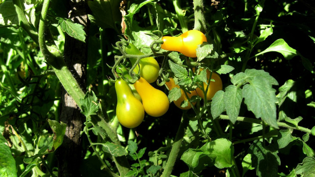 Обои картинки фото природа, плоды, помидоры