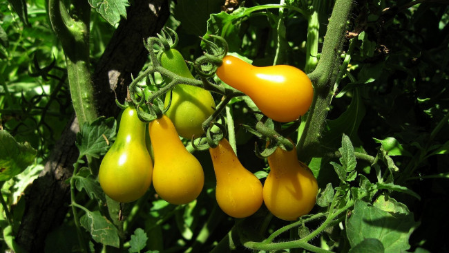 Обои картинки фото природа, плоды, помидоры