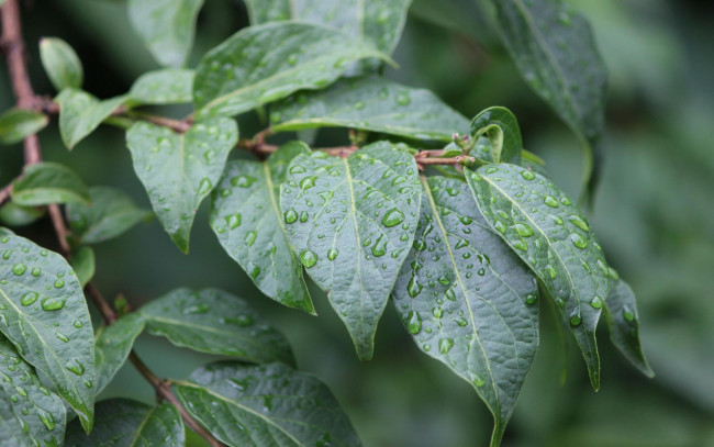 Обои картинки фото природа, листья, капли, ветка
