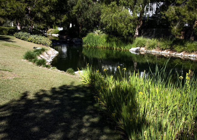 Обои картинки фото природа, парк, водоем