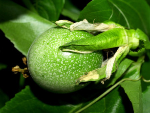 Картинка природа плоды passion fruit