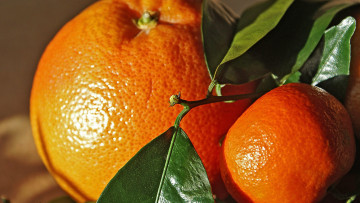 Картинка природа плоды апельсин