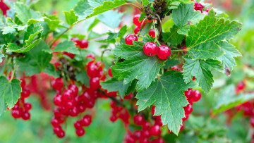 обоя природа, ягоды, смородина