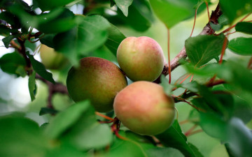 Картинка природа плоды абрикосы