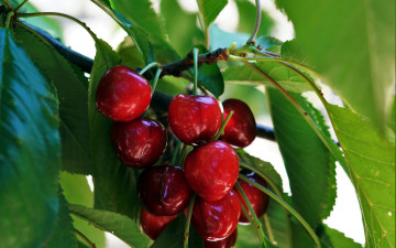 Картинка природа ягоды вишня
