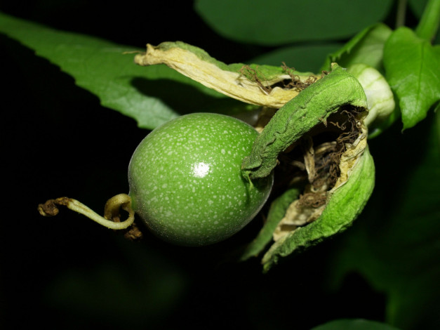 Обои картинки фото природа, плоды, passion, fruit