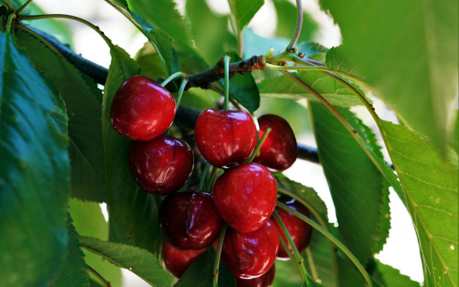 Обои картинки фото природа, ягоды, вишня