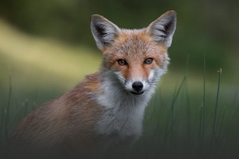 Картинка животные лисы лиса