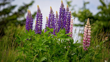 обоя цветы, люпин, розовый, лиловый