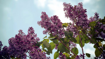 Картинка цветы сирень весна лиловая куст