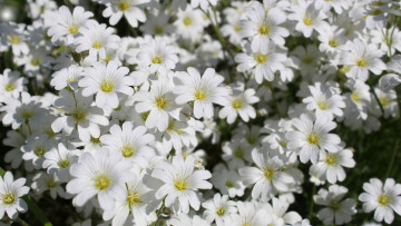 обоя цветы, ясколка, белые, мелкие, много