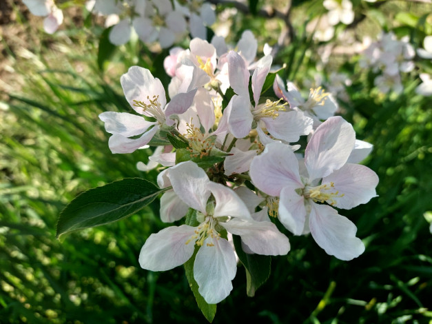 Обои картинки фото цветы, цветущие деревья ,  кустарники, яблоня, цветение, весна, 2022