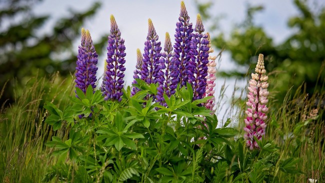 Обои картинки фото цветы, люпин, розовый, лиловый