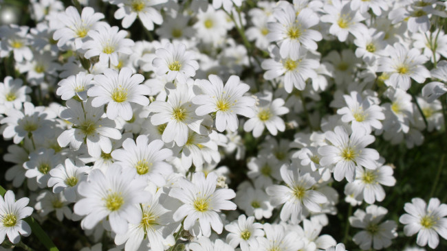 Обои картинки фото цветы, ясколка, белые, мелкие, много
