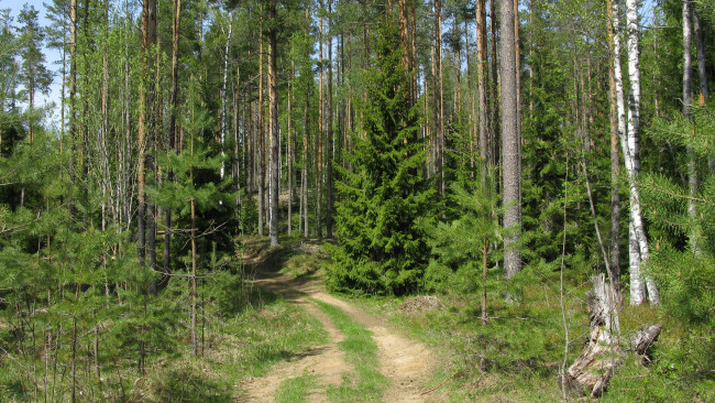 Обои картинки фото лесная дорога, природа, дороги, лес, дорога, весна, сосны, ели, карелия